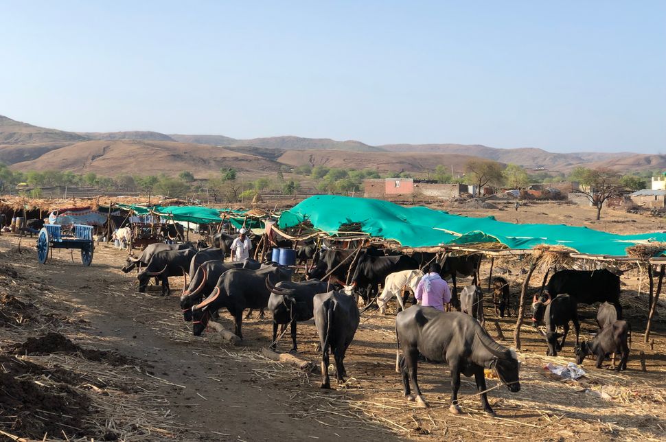 A fodder camp in Beed district of Maharashtra