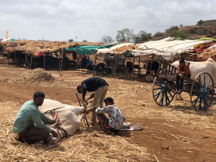 Inside a fodder camp in Beed district of Maharashtra