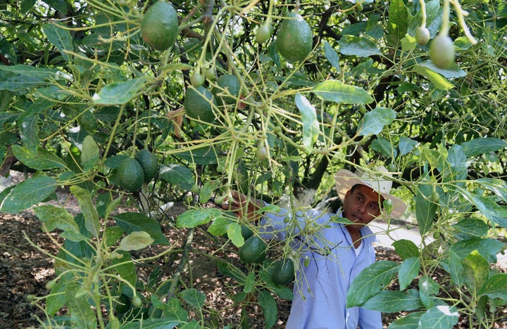 Of the avocados eaten by Americans, 80% come from Mexico.