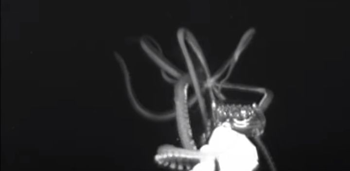 Researchers in the Gulf of Mexico have captured video of a giant squid in its native habitat for just the second time ever.