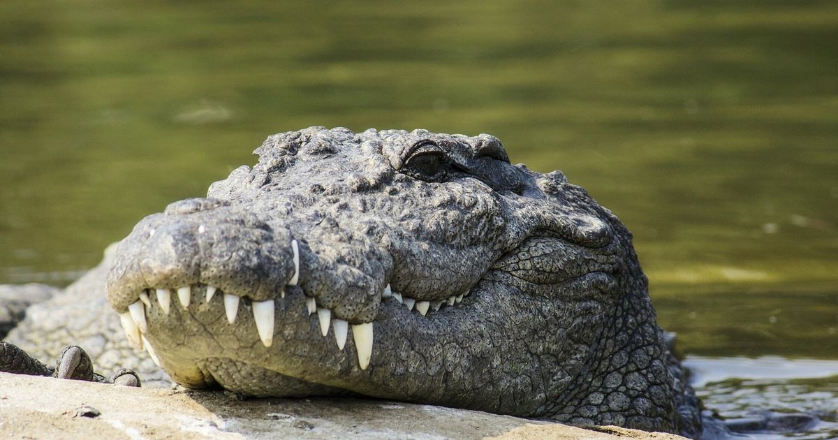 Gujarat Villagers Perform 'Aarti' For Crocodile That Entered Temple ...