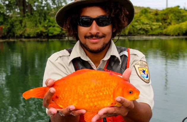 Scientists estimate that tens of millions of goldfish now live in the Great Lakes