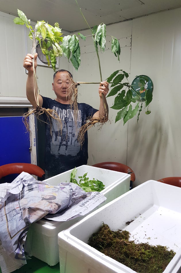 24일 전남 담양군 담양읍에 사는 심마니 전경식씨(53)가 사무실에서 자신이 캔 1억원 상당의 지종 산삼을 들고 흐뭇한 미소를 짓고 있다.