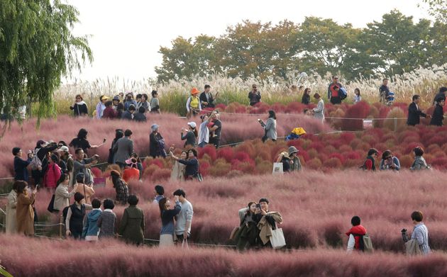 Visitors observe a field of pink muhly grass from a respectable distance in Seoul, South Korea.