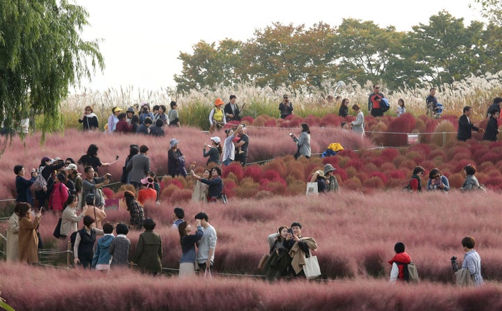 Visitors observe a field of pink muhly grass from a respectable distance in Seoul, South Korea.