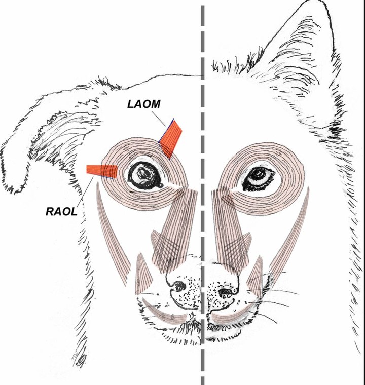Comparação da anatomia facial entre cachorro e lobo.