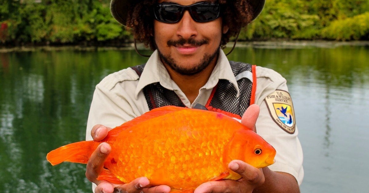 生きた金魚をトイレに流さないで 巨大金魚の写真が訴える トイレの先で起きること ハフポスト 生きた金魚をトイレに流さないで 巨大金魚の写真が訴える トイレの先で起きること ハフポスト
