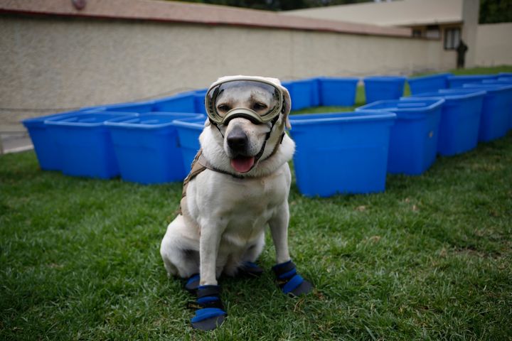 Frida, one of three Marine dogs specially trained to search for people trapped inside collapsed buildings, wears her protective gear during a press event in Mexico City on 28 September 2017.