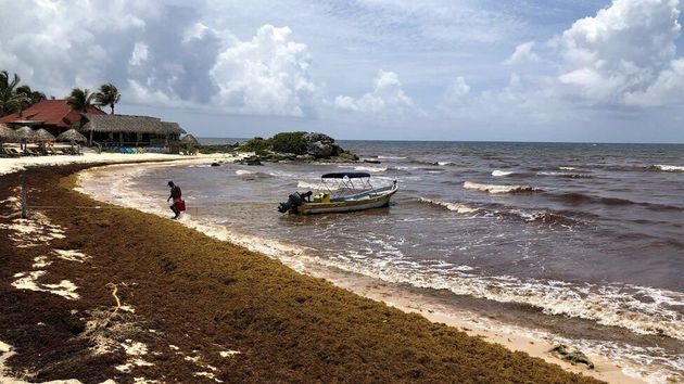 Καραϊβική: Οι εντυπωσιακές παραλίες έχουν γεμίσει φύκια και δεν θυμίζουν σε τίποτα την άλλοτε ομορφιά