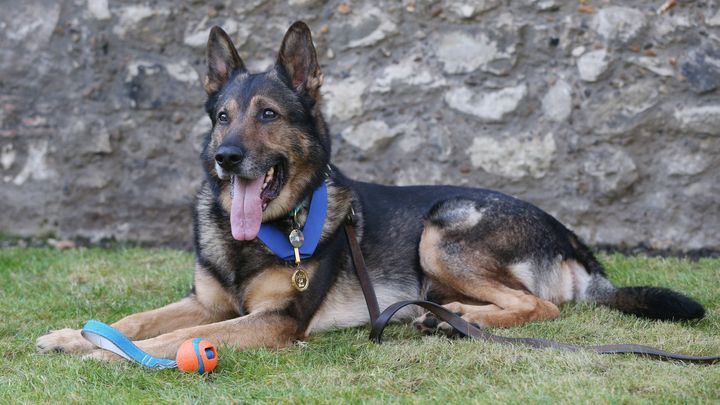 Police dog Finn was stabbed in the head and chest in 2016