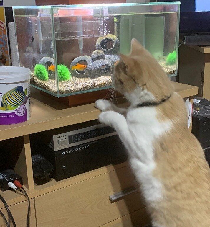 Checking on the fish.