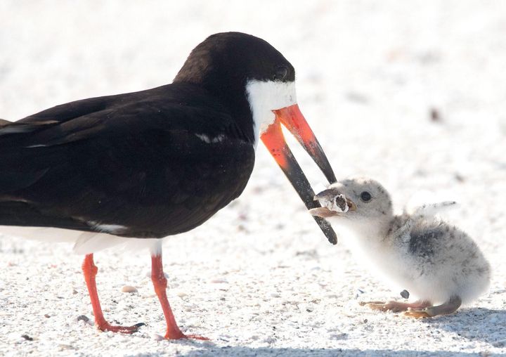 The image Mason captured of a black skimmer feedings it chick a cigarette butt.