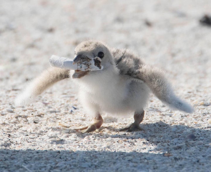 A photo Karen Mason took of a chick holding a discarded cigarette in its beak.