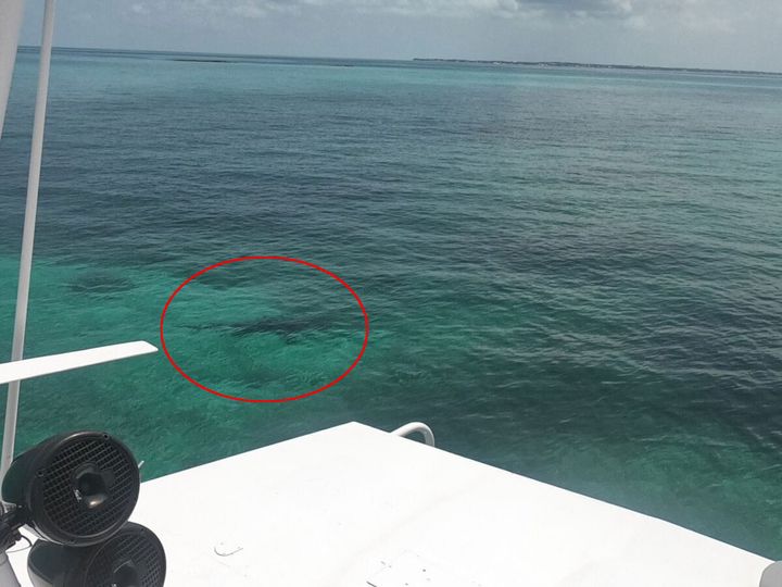 A fairly large shark was photographed in the same area of the island just before the attack.