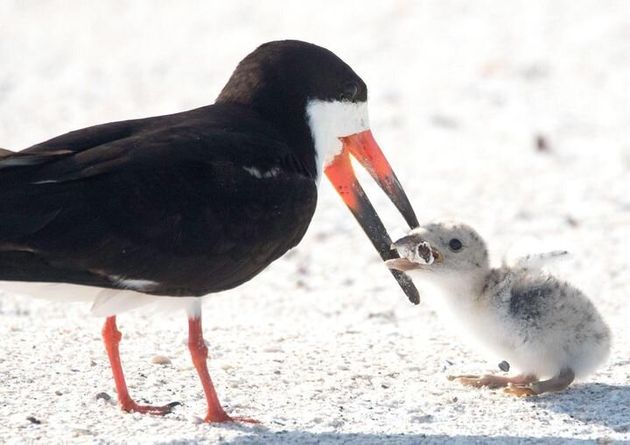 親鳥がヒナに与えていたのは タバコの吸い殻だった 衝撃の写真が伝える現実 ハフポスト