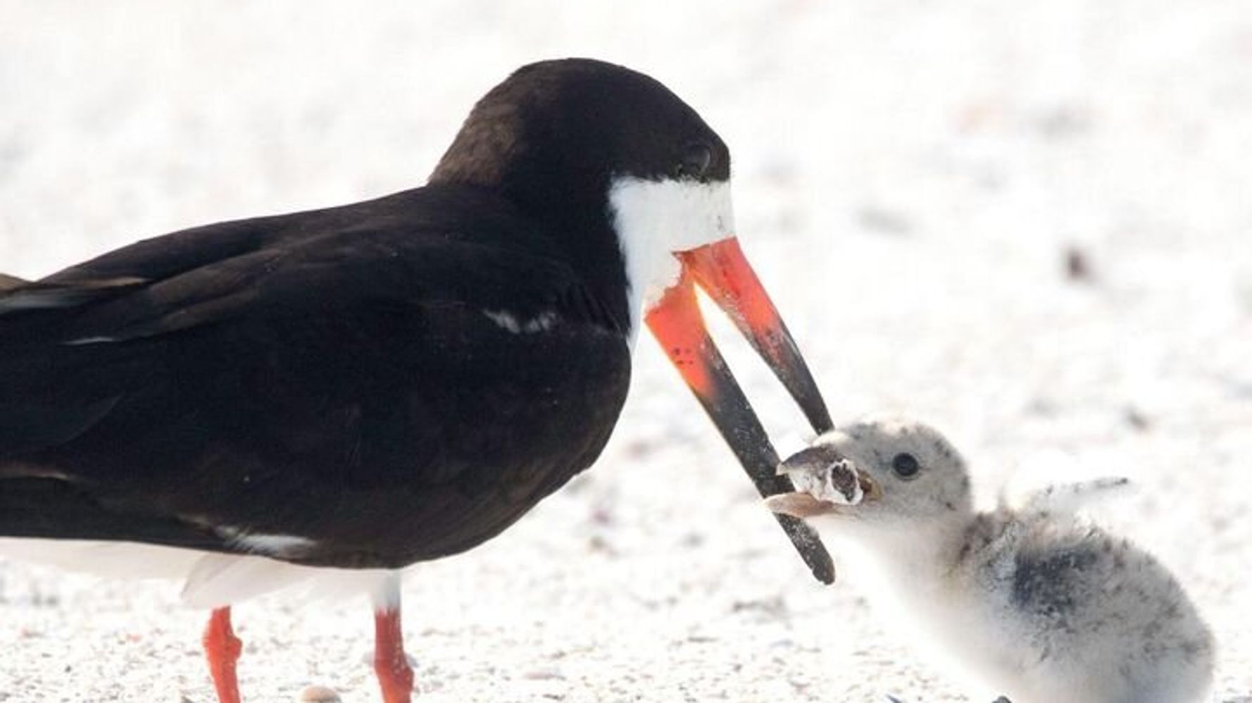 親鳥がヒナに与えていたのは タバコの吸い殻だった 衝撃の写真が伝える現実 ハフポスト