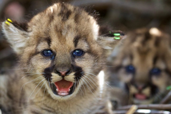 California mountain lion kittens.