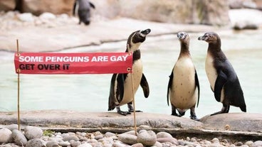 Pengin Pengin