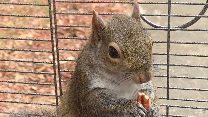 'Deeznutz' the squirrel was unable to be tested for meth and was later released.