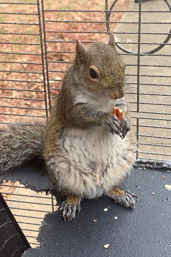 Deeznuts, a squirrel local law enforcement claimed was being fed meth and kept as an "attack squirrel." Mickey Paulk, the man