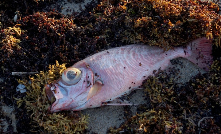 A dead fish is seen in the seaweed at Oceanfront Park in Boynton Beach, Fla., Thursday, Oct. 4, 2018. 