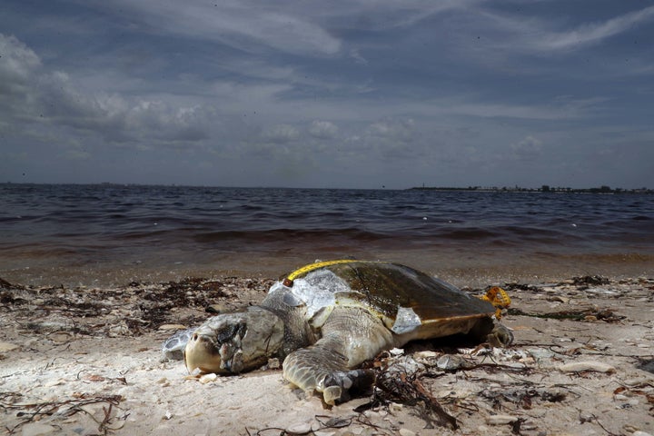 A Kemp's ridley sea turtle, a victim of red tide at Bunche Beach and the Sanibel Causeway in September 2018.