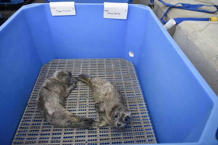 The royal pups relax at the Vancouver Aquarium's Marine Mammal Rescue Centre.