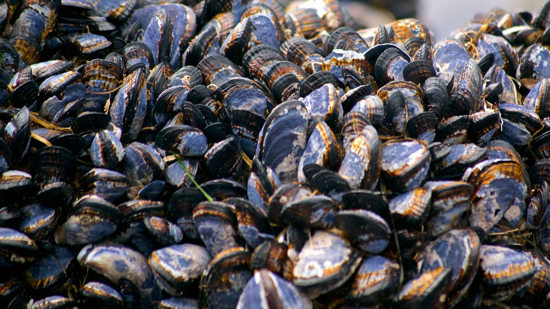 Mussels Cooked To Death In Their Shells In Unusual Heat On Northern