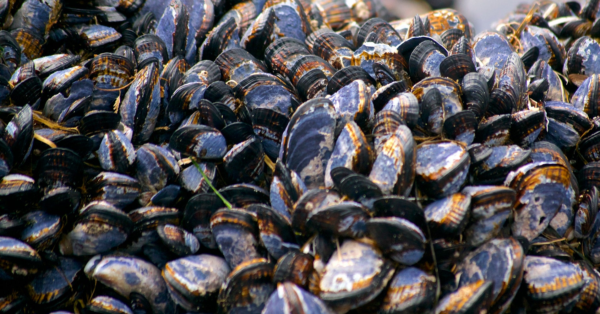 Image result for mussels cooked on california coastline