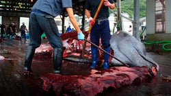 Japón retoma la caza de ballenas 30 años