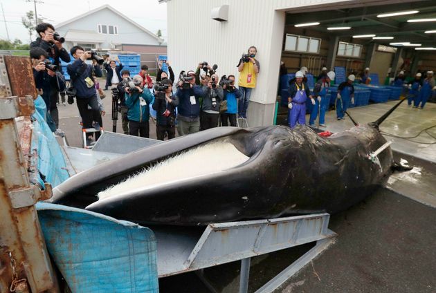 Ιαπωνία: Ξεκίνησε το κυνήγι φαλαινών μετά από 30 χρόνια - Στα δίχτυα τα πρώτα