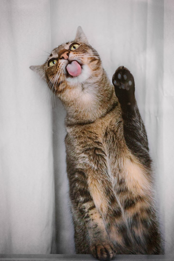 The couple adopted Pancake a few weeks prior to taking photos at the shelter.