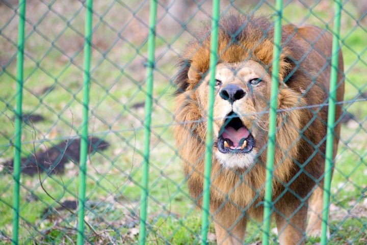 Au Pakistan Les Lions Sont Des Animaux Domestiques Comme Les Autres Le Huffington Post Life