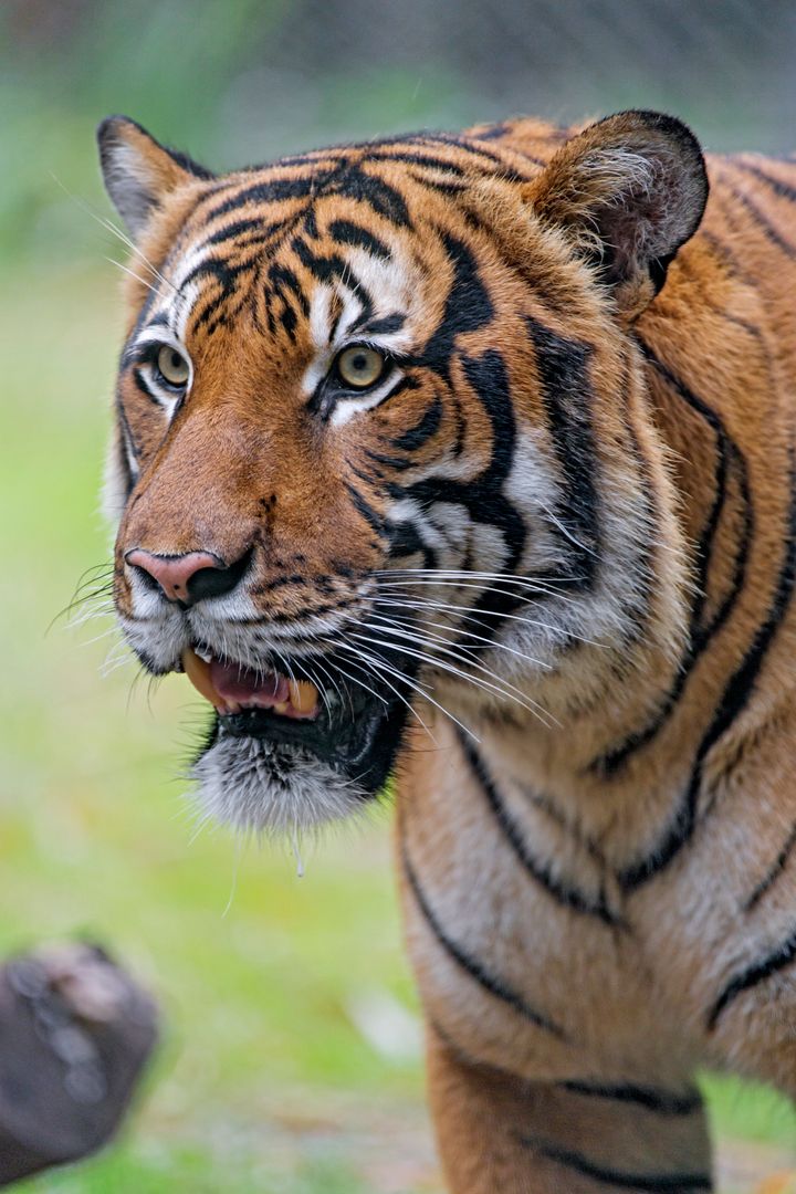 The animal which killed her was a Malayan male tiger (file picture)