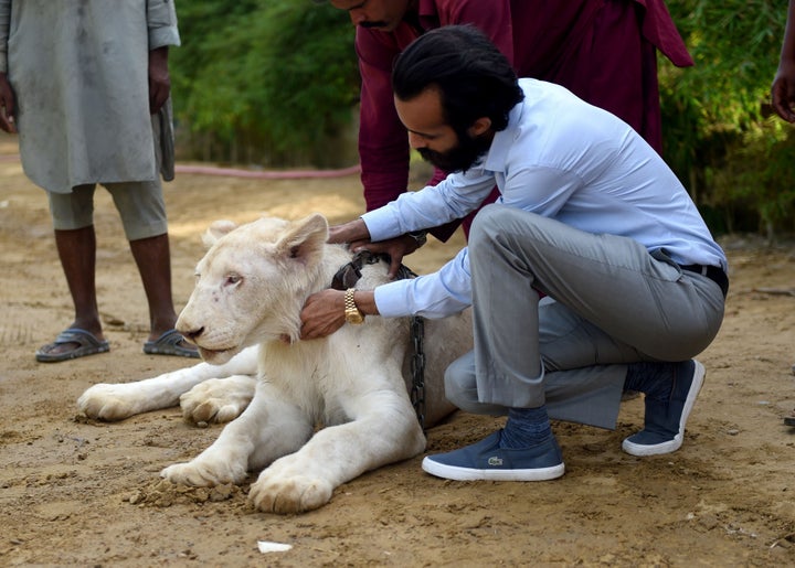Le lion blanc de Bilal Mansoor Khawaja à l'intérieur de son zoo privé, à Karachi au Pakistan. 