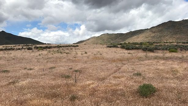 <p>Cheatgrass spreads into the distance in Northern California, close to the Nevada border. The invasive weed has carpeted millions of acres in the West.</p>