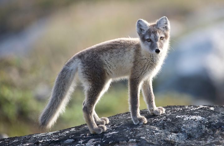 This photo shows an Arctic fox in Greenland, which is not the one that was tracked by scientists in Norway. 