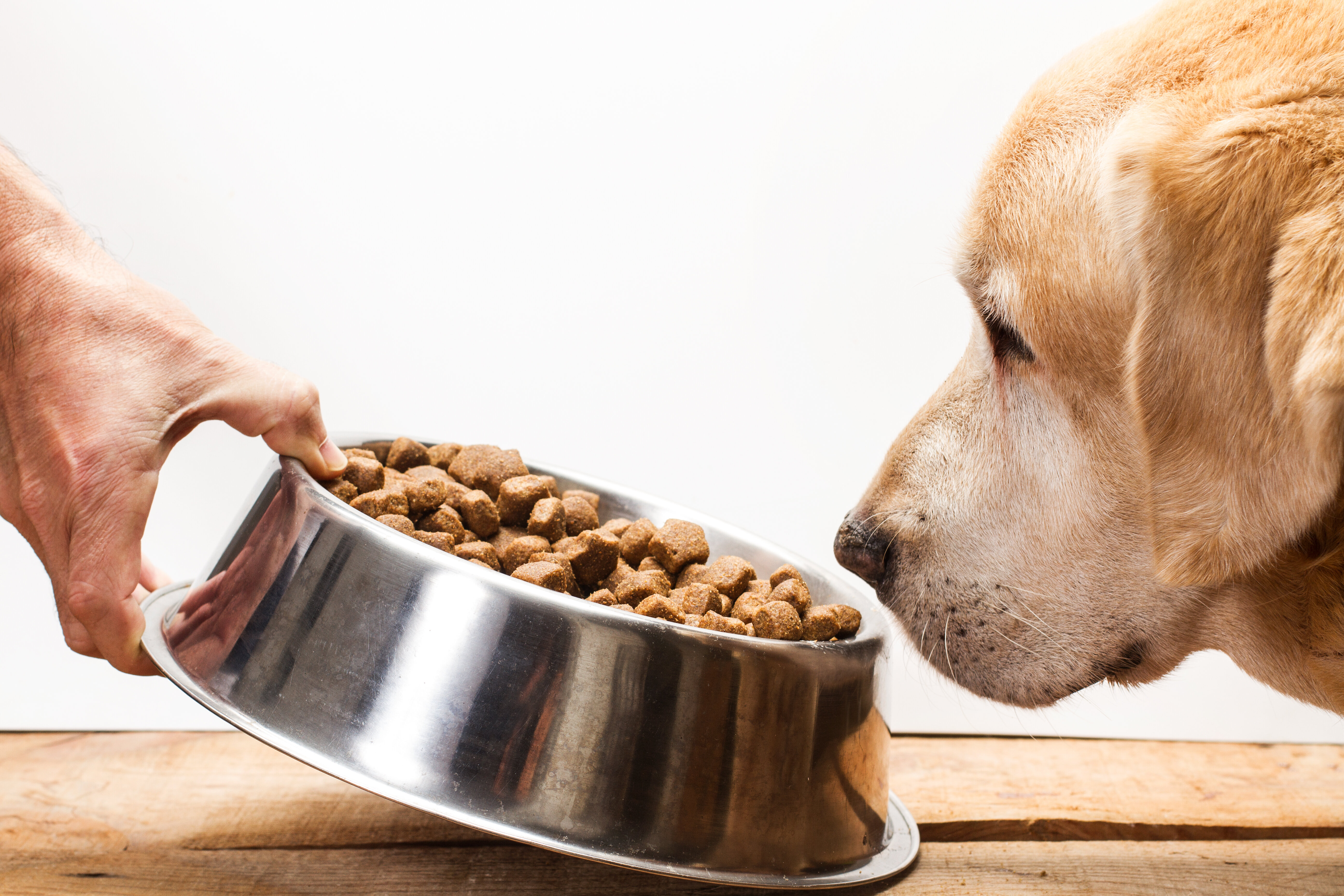dry dog food causing heart problems
