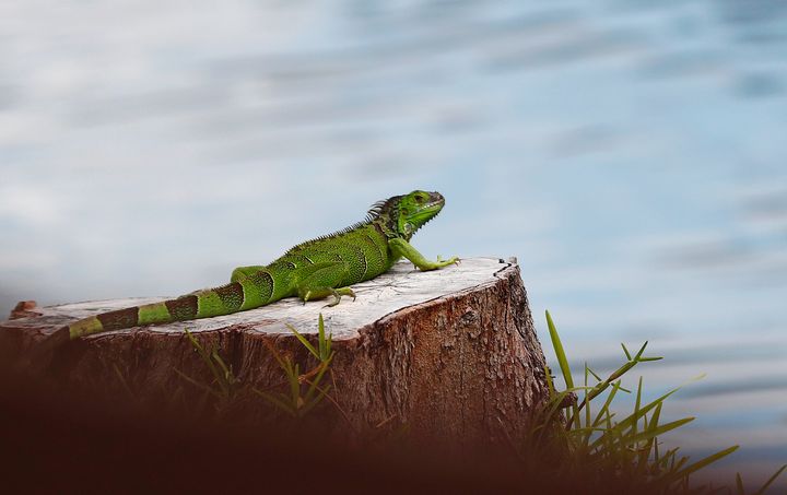 Green iguanas can live up to 10 years in the wild and lay from 14 to 76 eggs at a time.