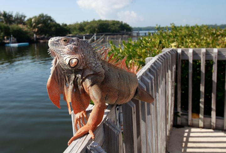 Florida Fish and Wildlife Conservation Commission officials are asking residents to humanely kill these invasive green iguanas that are taking over South Florida.