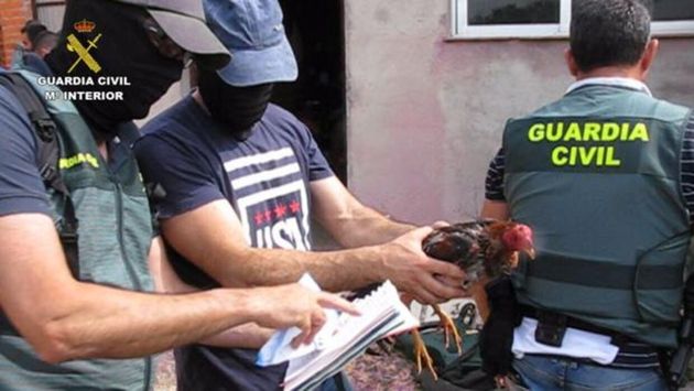 Trece detenidos por peleas clandestinas de gallos en Tordesillas