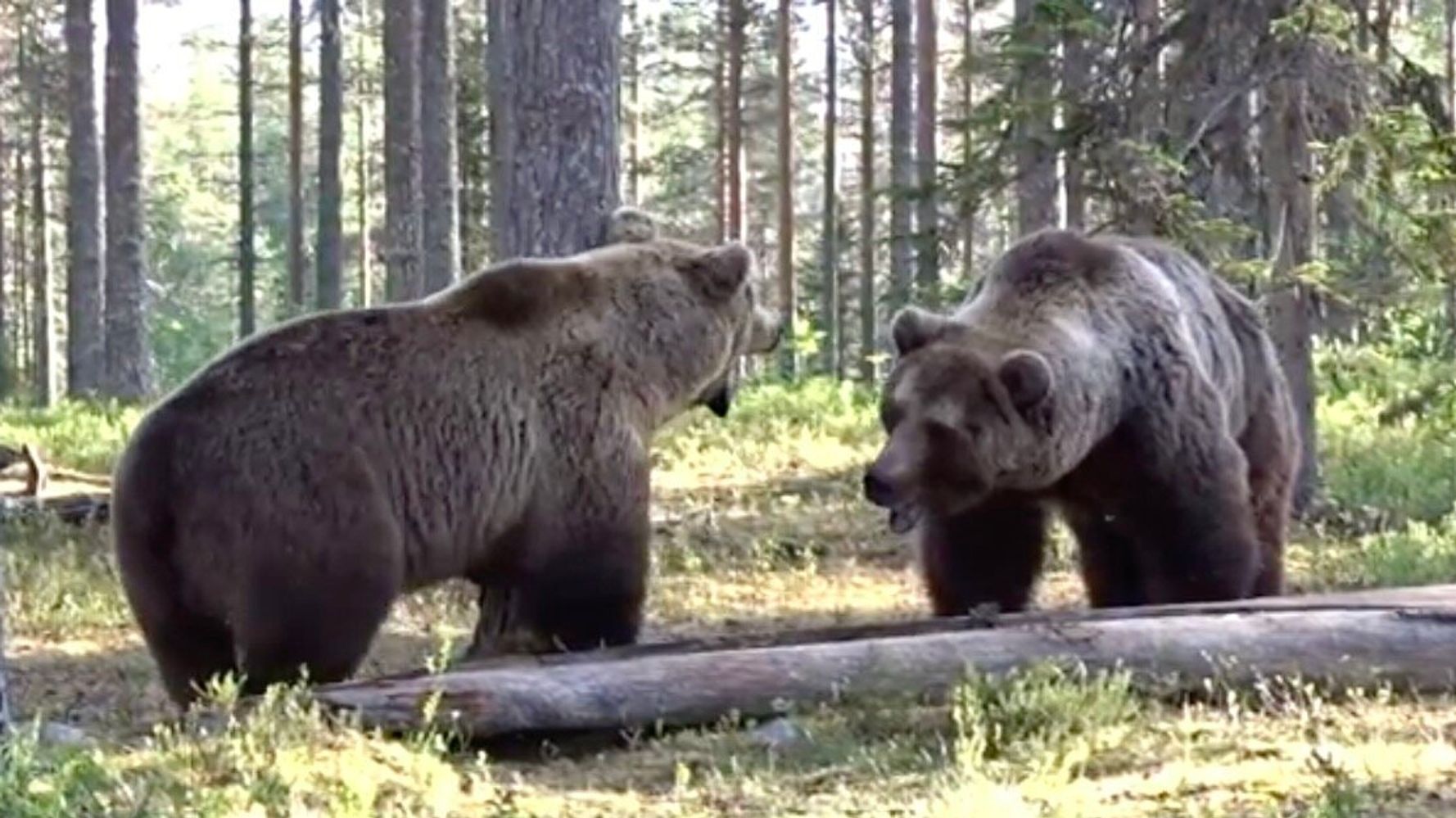 過去最高のクマの戦い 決闘の瞬間を激写 唸り 近づき 取っ組み合い 動画 ハフポスト