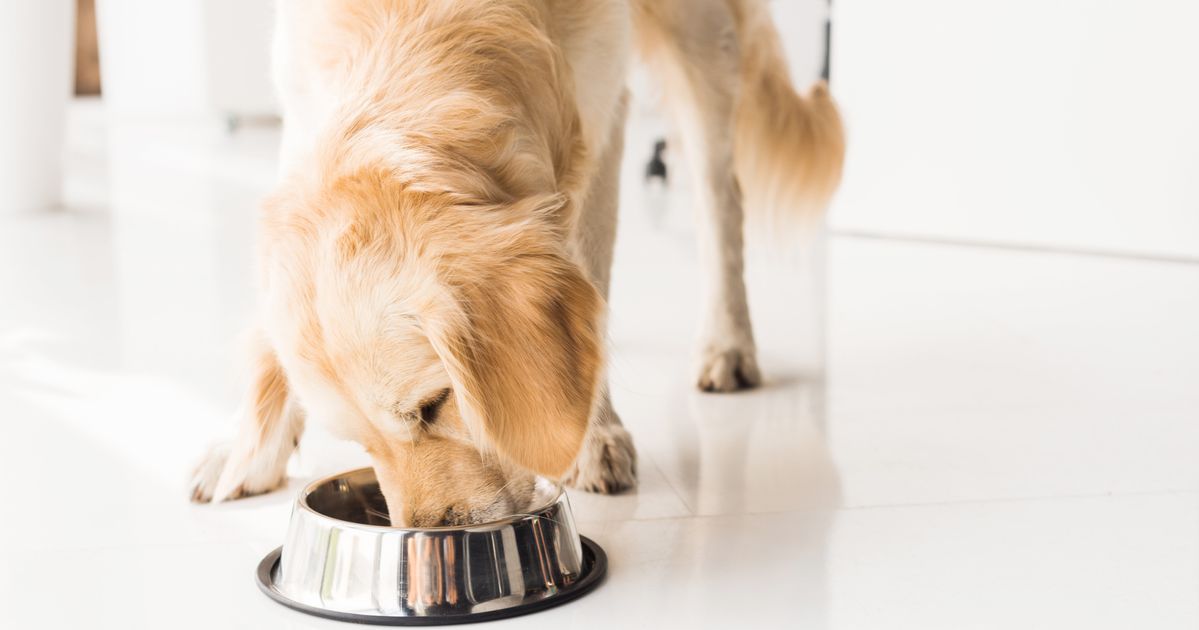 What Is DCM In Dogs And Can Pet Food Cause It? - HuffPost Canada thumbnail