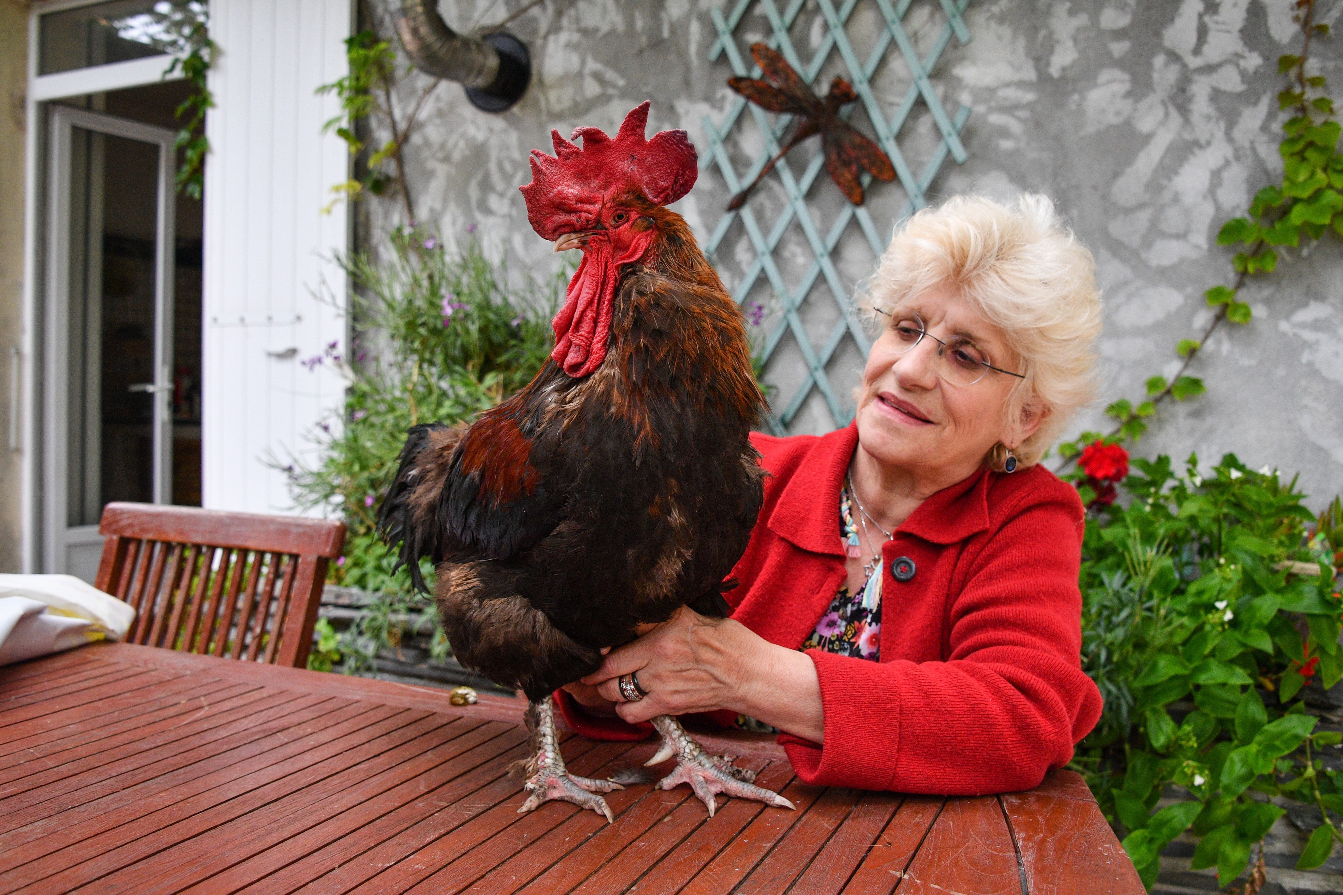 鳴き声がうるさい」ニワトリのモーリス君が訴えられた。『田舎と都会の