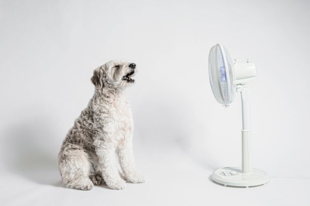 Anche il vostro cane soffre il caldo, non lasciate mai nulla al caso