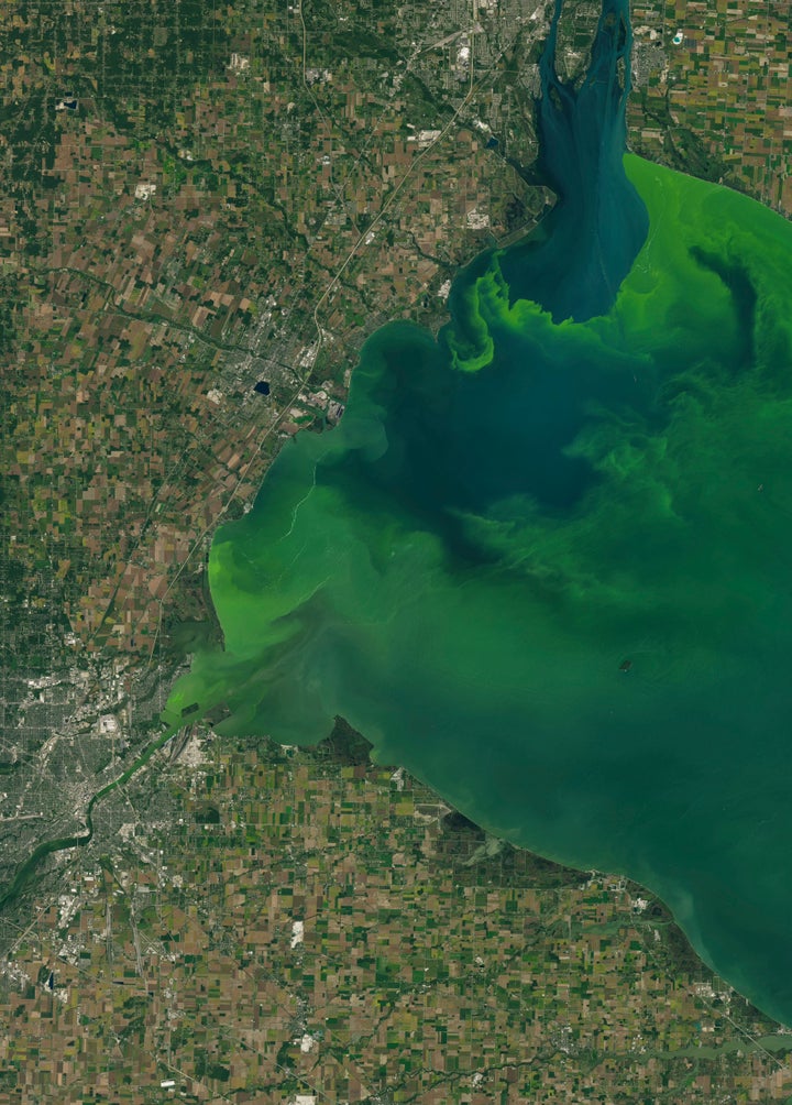 Less than 1% of algal blooms actually produce toxins, though they can be harmful to the environment in other ways. A satellite image from 2017 shows Toledo, Ohio in the lower left corner with a large phytoplankton bloom in western Lake Erie.