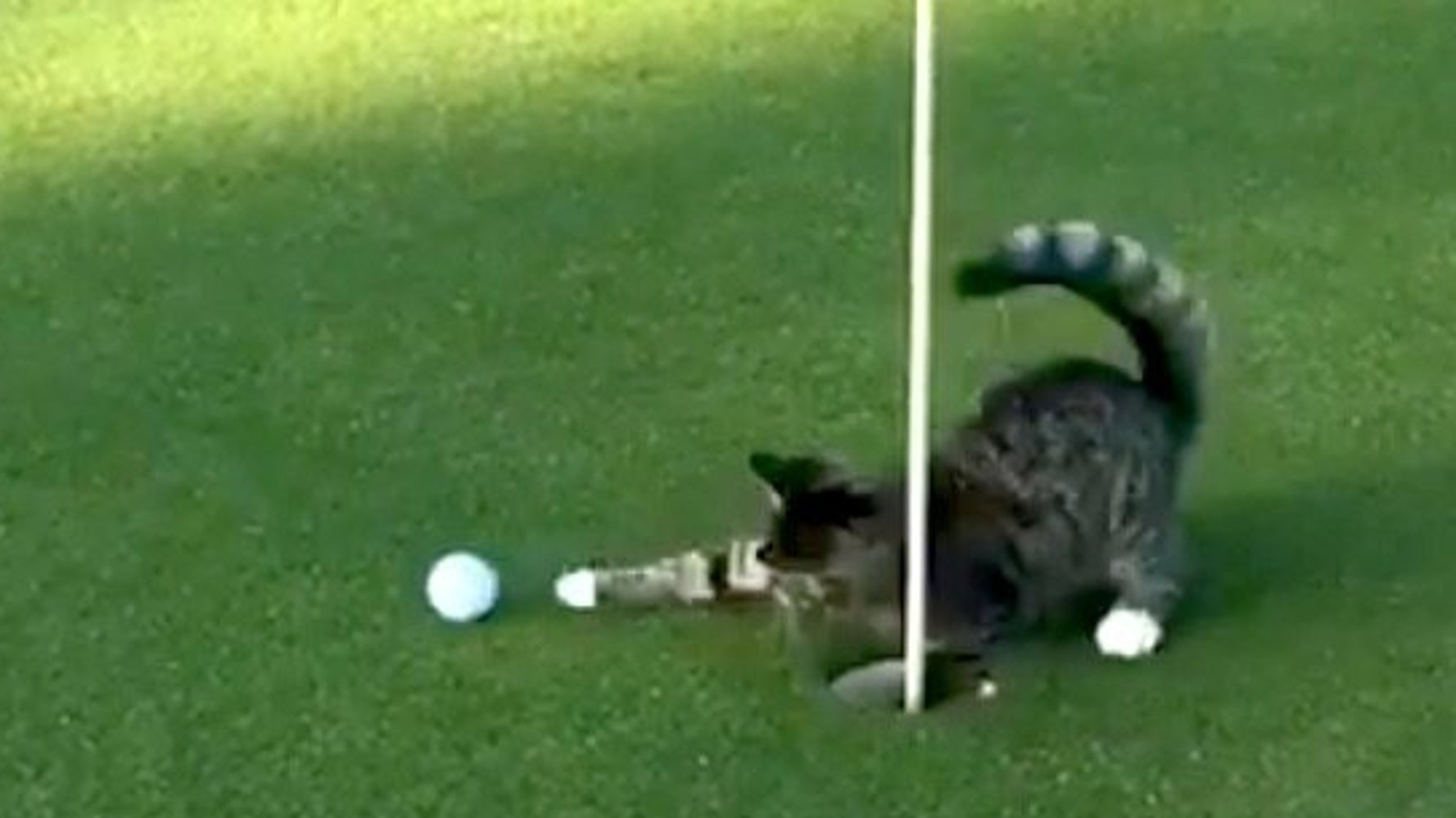 Golf Cat Absolutely Will NOT Let You Play Through So Don't Even ...
