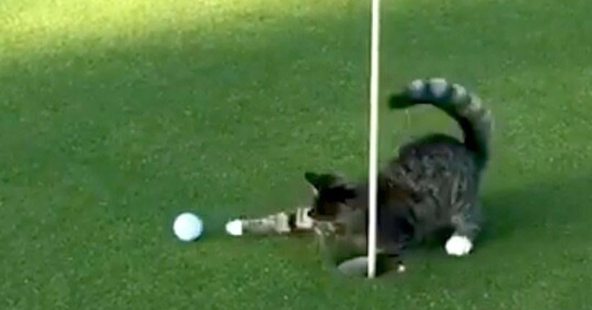 Golf Cat Absolutely Will NOT Let You Play Through So Don't Even Think