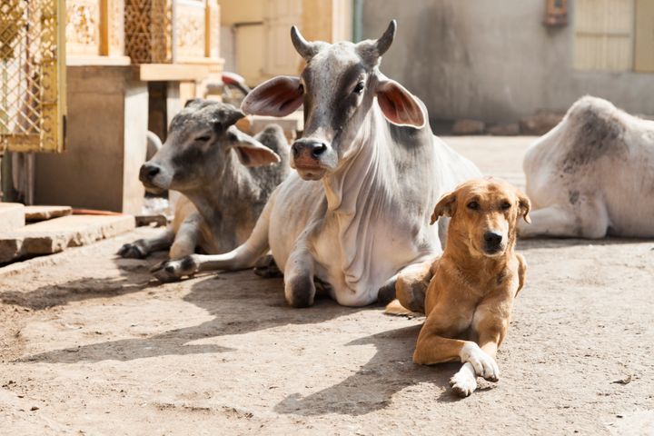 インドの道端に悠然と座り込む牛たち