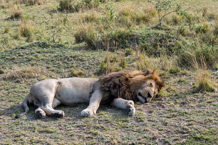 Male lions are notorious for not contributing much to their prides. 